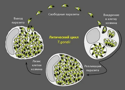 Паразит токсоплазма опасна. Она любит не только кошек, но и людей. |  Детский врач Виктория | Дзен