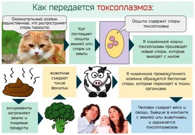 Andrey - Токсоплазмы (Toxoplasma gondii) — это... | Facebook