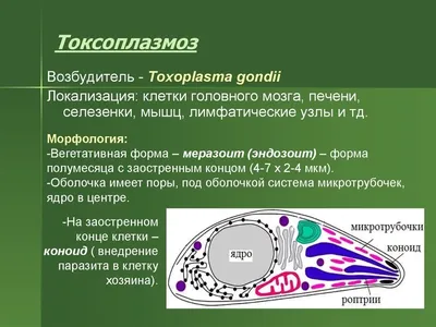 Токсоплазмоз при беременности: что это, причины, симптомы и лечение