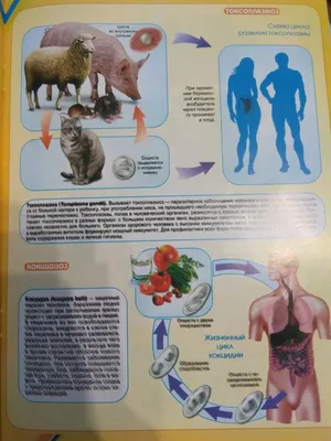 Паразитарное заболевание общее для человека и животных - токсоплазмоз