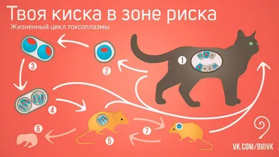 Медики рассказали, как токсоплазма захватывает клетки организма