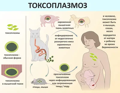 Cимптомы и лечение токсоплазмоза у ребенка