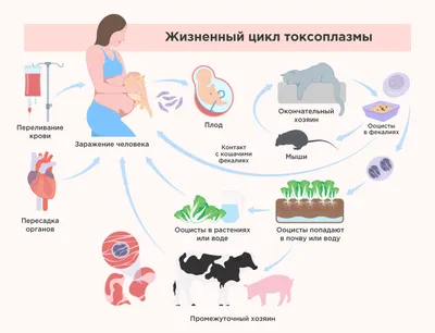 Токсоплазмоз. Возбудитель, симптомы токсоплазмоза. Диагностика и лечение  токсоплазмоза.