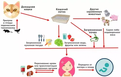 Токсоплазмоз и беременность: каковы риски?