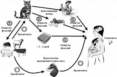 Анализ на токсоплазмоз у кошек в СПб | Animal-doc