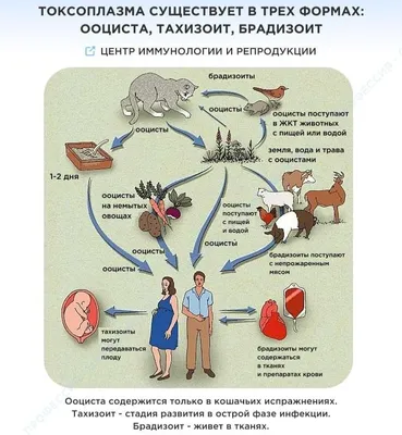 ➡️ Токсоплазмоз. Симптомы и причины токсоплазмоза. Лечение токсоплазмоза ,  лечение в Москве - Девита (Devita)