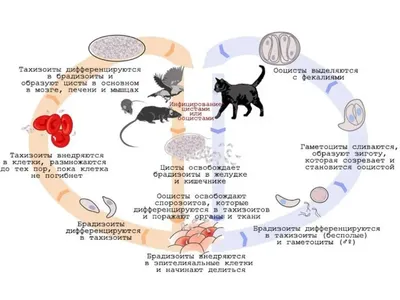 Токсоплазма — паразит психики: как токсоплазмоз влияет на поведение  человека | Пикабу