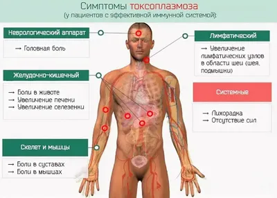 Что такое токсоплазмоз и как он передается? - Краевое государственное  бюджетное учреждение здравоохранения \"Уссурийская центральная городская  больница\"