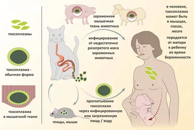 Симптомы и способы лечения токсоплазмоза у взрослых