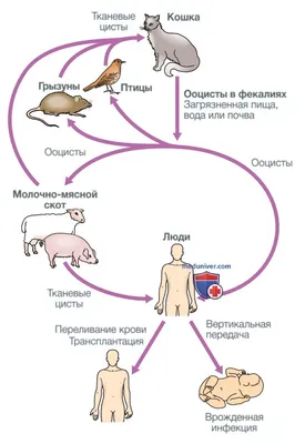 Токсоплазма: как кошачий паразит меняет поведение человека