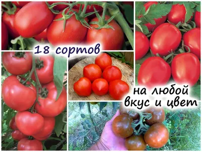 Томат Голубой комнатный томат (Blaue Zimmertomate) - Семена Томатов