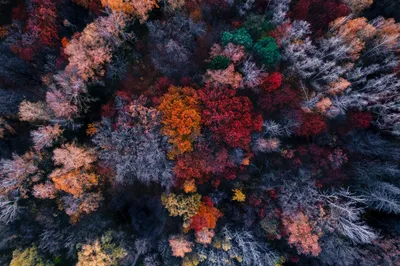 Обои nature, forest, trees, top view на рабочий стол