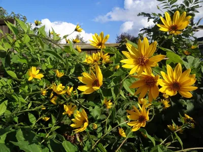 Топинамбур (sunroot) Клубней. Helianthus Tuberosus. Фотография, картинки,  изображения и сток-фотография без роялти. Image 14018369