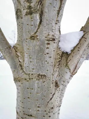 Тополь бальзамический \"Populus balsamifera\" купить по цене 4500 рублей от  питомника саженцев и растений Центросад | Фото и консультация по уходу