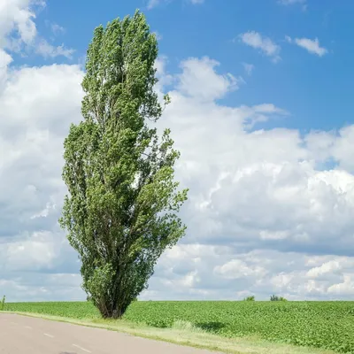 Тополь белый (Populus alba) купить в питомнике Зеленый Максимум