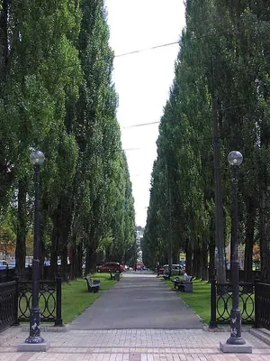 Тополь канадский купить в Москве в питомнике, растения по цене от 500 руб.