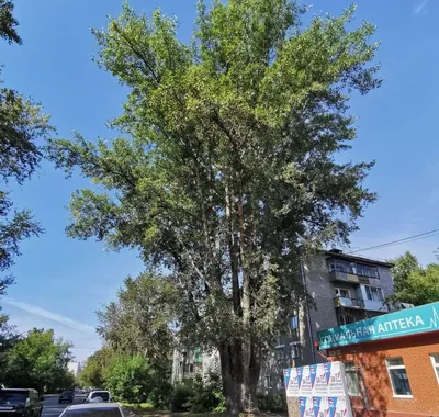 Тополь лавролистный купить в Москве в питомнике, растения по цене от 500  руб.