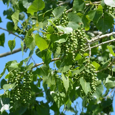 Тополь лавролистный саженцы в контейнере, Populus laurifolia  (ID#1873059068), цена: 89 ₴, купить на Prom.ua