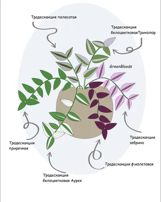 Традесканция виргинская (Tradescantia virginiana) - Традесканция вигинская  - Многолетники - Каталог - LESKOVO-PITOMNIK.ru