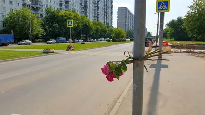 В Москве из-за падения дерева погиб человек: разбираемся в причинах трагедии