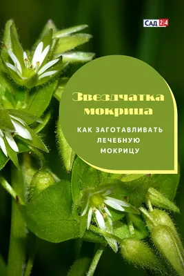 Звездчатка мокрица трава противовоспалительное Русские корни 17657431  купить за 215 ₽ в интернет-магазине Wildberries