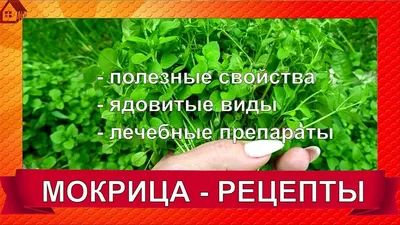 Мокрица Звездчатка Экстракт - 100 мл - Монастырская аптека - Лавка лекаря -  Екатеринбург - Официальный сайт