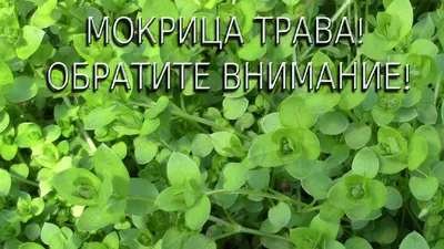 Трава 💥МОКРИЦА💥 – сорняк, произрастающий на увлажненных почвах садов и  огородов, лесных опушек, прибрежных зон. Растение.. | ВКонтакте