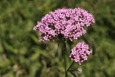 Setaria Viridis вид травы известный под многими общими названиями Фото Фон  И картинка для бесплатной загрузки - Pngtree