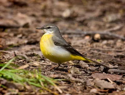 Белая трясогузка в конце-вверх (motacilla Alba) Стоковое Изображение -  изображение насчитывающей природа, трава: 39900437