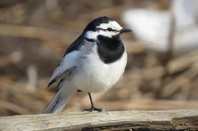 Белая трясогузка — Motacilla alba / Галерея / Птицы России