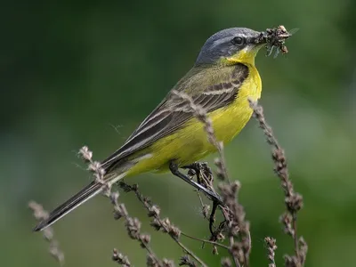 ФОТО: Белая трясогузка « Fotoparus