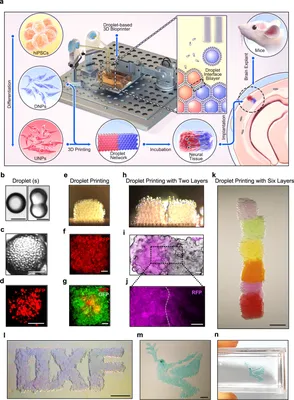 Israeli scientists create world's first 3D-printed heart using human cells