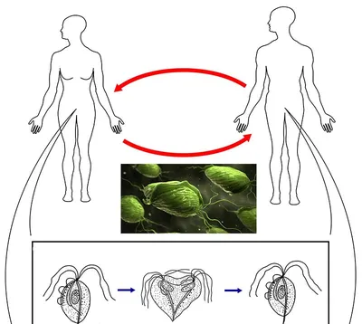 Trichomonas Vaginalis Protozoa Иллюстрация Паразит Вызывающий Трихомониаз  Передающиеся Половым Путем стоковое фото ©katerynakon 441888694