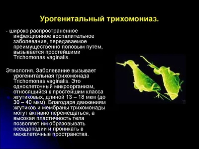 Trichomonas Vaginalis Protozoa Иллюстрация Паразит Вызывающий Трихомониаз  Передающиеся Половым Путем стоковое фото ©katerynakon 441888626