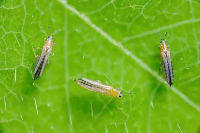 Трипсы (Thrips): описание, профилактика и методы борьбы с трипсом