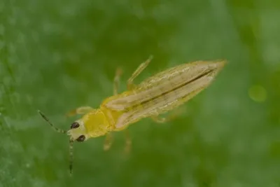 Трипсы: описание,симптомы и методы борьбы с вредителями | Bayer Crop  Science Беларусь