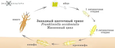 ТРИПСЫ НА РОЗАХ Особенно появляются после дождя, могут провоцировать, как  на фото серую гниль. Вообще для красоты ваших роз, с трипсами… | Instagram