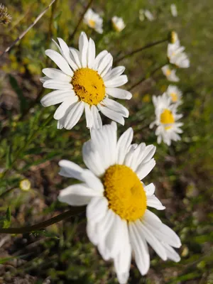 Трипсы, или Бахромчатокрылые (Thysanoptera) описание и меры борьбы на  FloralWorld.ru