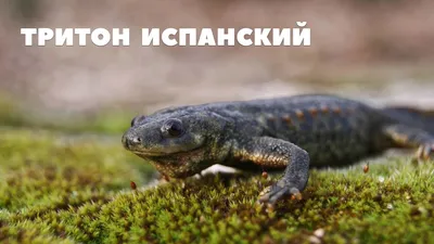 Тритон испанский ребристый (Тритон иглистый, Pleurodeles waltl) купить в  Челябинске