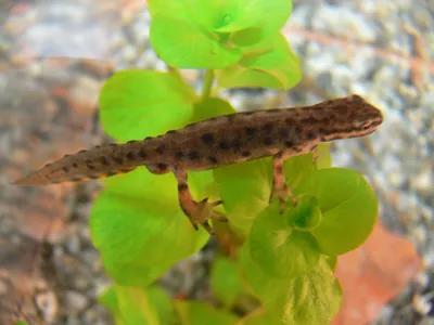 Обыкновенный тритон (Triturus vulgaris)