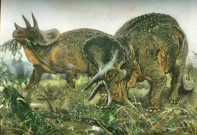 Трицератопс – Triceratops, динозавр трицератопс фото трицератопс картинки,  скелет динозавра, lbyjpfdhs, названия динозавров эпоха, ящеры древние  пресмыкающиеся ископаемые рептилии, dinozavri, динозавры онлайн dinosaurs,  бесплатно динозавры хищные, фото ...