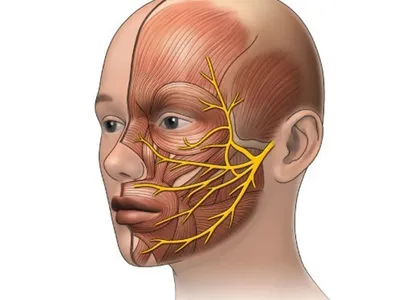 Тройничный нерв фото
