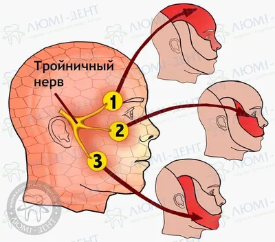 Тройничный нерв фото