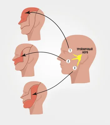 Где находится тройничный нерв | Анатомия и функции нерва