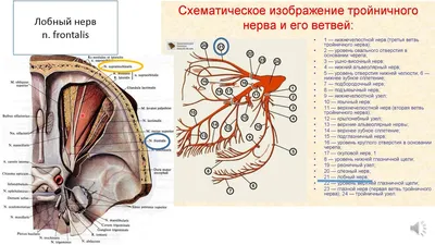 Поражения лицевого нерва в неврологии: особенности, причины, симптомы и  лечение