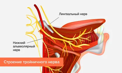 Тройничный нерв (V). Схема (анатомия человека) плакат глянцевый А1+,  плотная фотобумага от 200г/м2 - купить с доставкой по выгодным ценам в  интернет-магазине OZON (262604732)