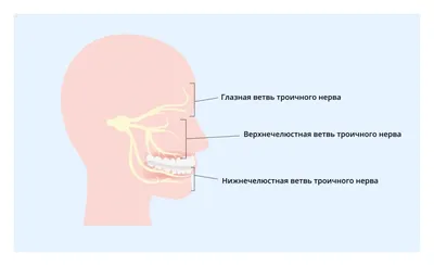 Тройничный нерв - как его усмирить | Домашний Помощник | Дзен