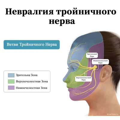 Невралгия тройничного и лицевого нерва - Vertebra