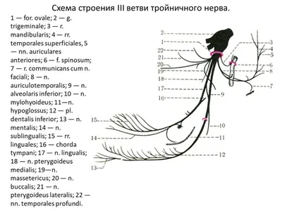 Лечение тройничного нерва в Киеве. Лечение невралгии (воспаления) тройничного  нерва — клиника «Нейроспайн»