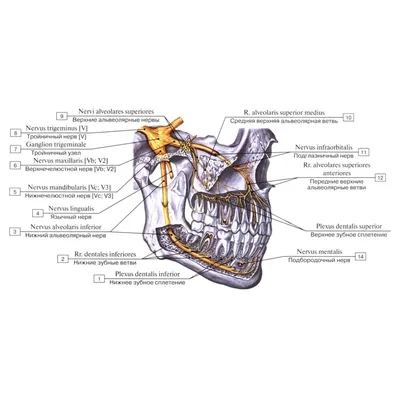 Тройничный нерв рисунок